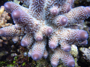 Acropora gemmifera