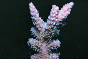 Acropora horrida