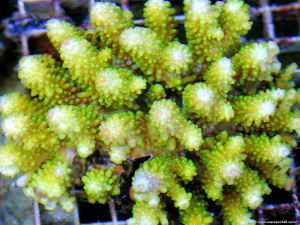 Acropora humilis