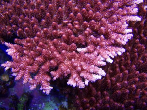 Acropora hyacinthus