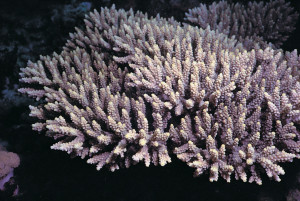 Acropora latistella