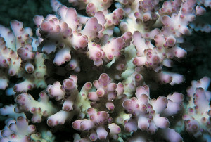 Acropora loripes