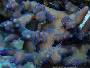 Acropora maryae