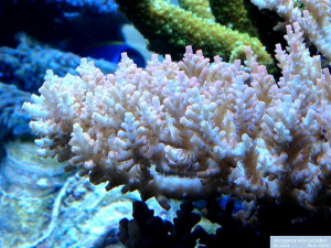 Acropora microclados