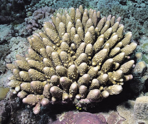 Acropora monticulosa