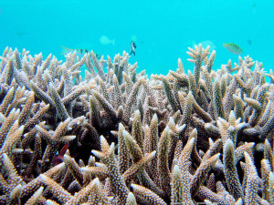 Acropora muricata