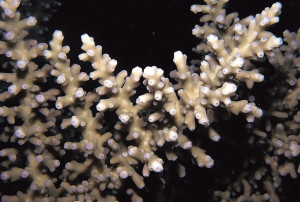 Acropora navini