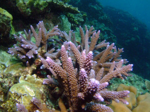 Acropora nobilis