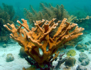 Acropora palmata