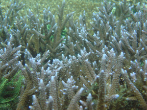 Acropora parilis