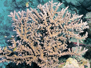 Acropora pharaonis