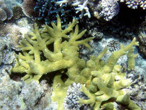 Acropora robusta