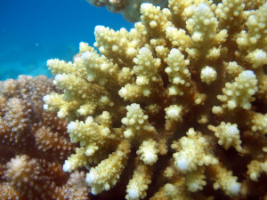 Acropora rosaria