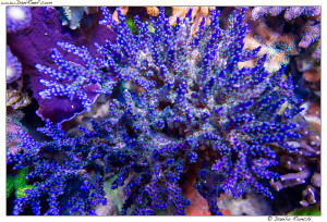 Acropora selago