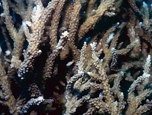 Acropora sirikitiae