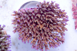 Acropora solitaryensis
