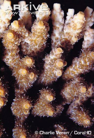 Acropora spicifera