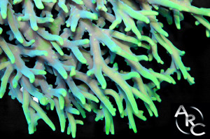 Acropora suharsonoi