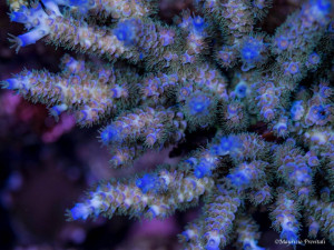 Acropora tenuis