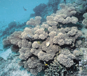 Acropora vermiculata