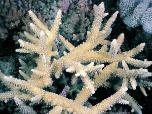 Acropora yongei