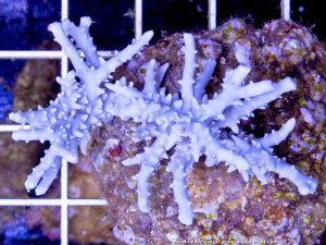 Anacropora puertogalerae