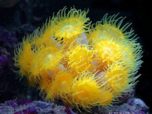 Dendrophyllia sp