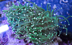 Euphyllia glabrescens