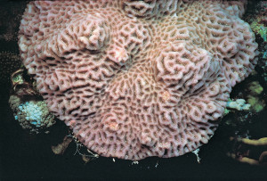 Goniastrea pectinata