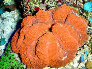 Lobophyllia hemprichii