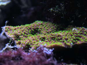 Montipora australiensis