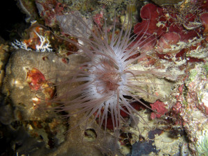 Pachycerianthus mana