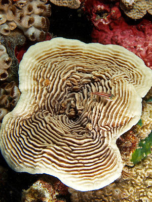 Pachyseris speciosa