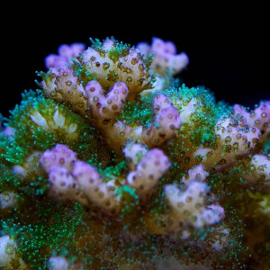 Pocillopora damicornis