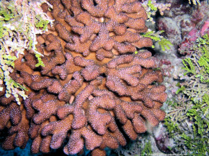 Pocillopora molokensis-zelli