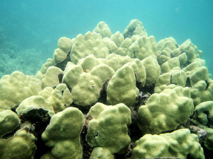 Porites lobata