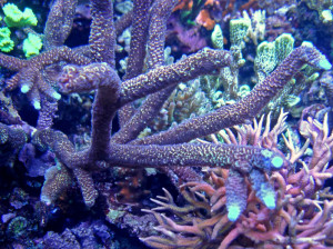 Acropora abrolhosensis