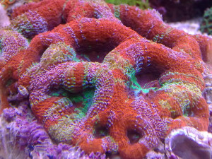 Acanthastrea hillae