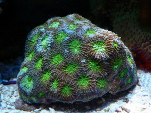 Acanthastrea hemprichii