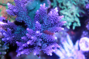 Acropora efflorescens