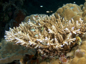 Acropora derawaensis