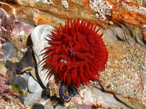 Actinia equina