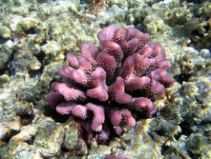 Pocillopora bairdi