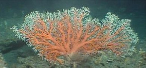 Corallium carusrubrum