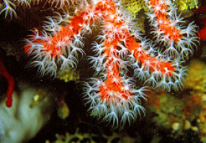 Corallium taiwanicum