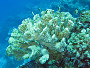 Pocillopora eydouxi