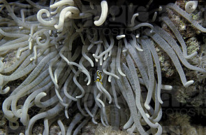 Gyrostoma helianthus