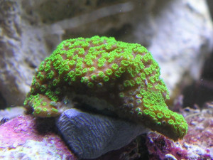 Montipora hoffmeisteri