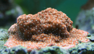 Montipora incrassata