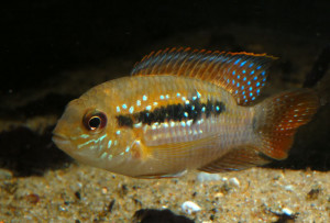 Aequidens coeruleopunctatus